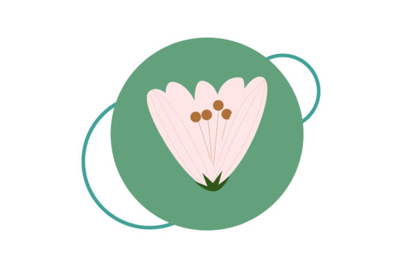 Botanical Flowers Illustration Graphics Review